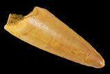 Cretaceous Fossil Crocodile Tooth - Morocco #163815-1
